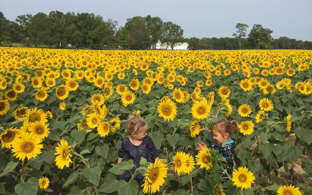 12 Family Friendly Fall Activities in Central Ohio