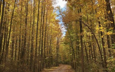30 Fun Ideas for Fall in Columbus